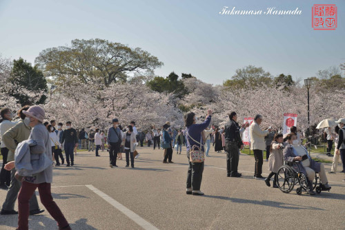 姫路桜№16